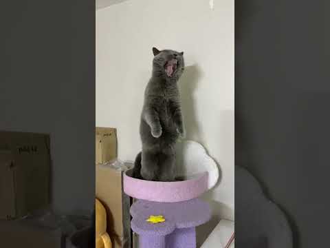 每天和肌肉猫对视1分钟 提升你的胆量与勇气#压迫感 #猫咪的迷惑行为