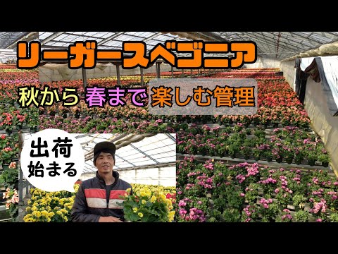 ベゴニアの花を咲かせるにはどうすればよいですか？栽培方法、開花、手入れのヒント  庭園
