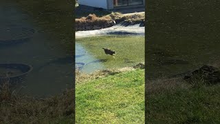 animales gato cómico sobre hielo