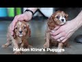Cavalier King Charles Spaniel dogs for sale: Dash - Video 1
