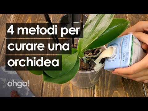 , title : 'Come curare una pianta di orchidea: 4 metodi infallibili per i fiori e le foglie'