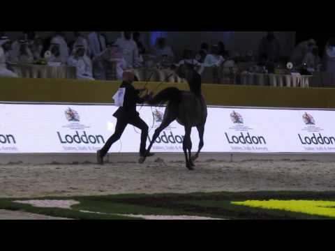 Dubai International Arabian Horse championship 2015