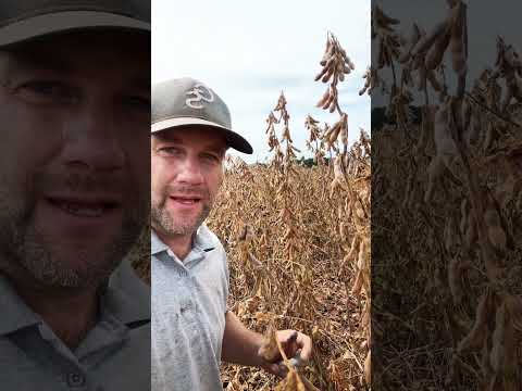 High Soybean Yield #farming