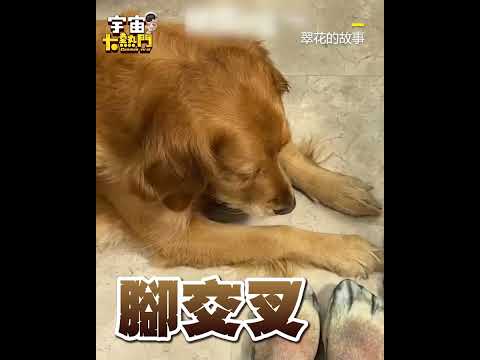 難道主人也是狗嗎！金毛困惑看2狗腿睜大眼：那五摳林@cosmosviral