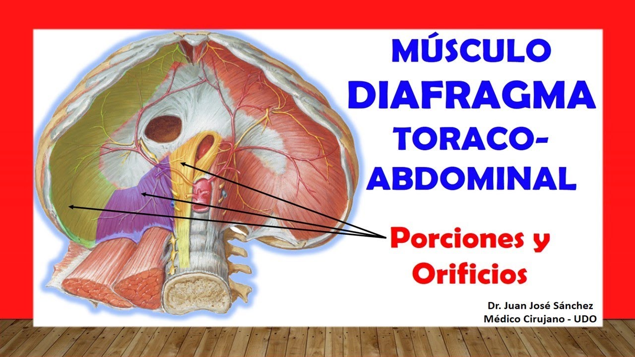 🥇 THORACOABDOMINAL DIAPHRAGM MUSCLE. Easy, Quick and Simple