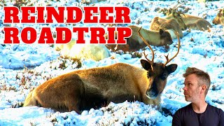 Meet Scotland's Free Roaming Reindeer Herd