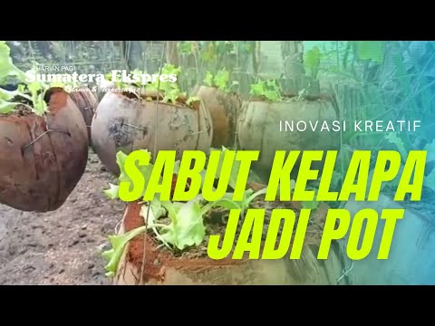 Sabut Kelapa jadi Pot Bunga