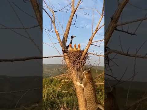 Cat Climbs Tree To Save Baby Birds From Snake 😱#viral #shorts