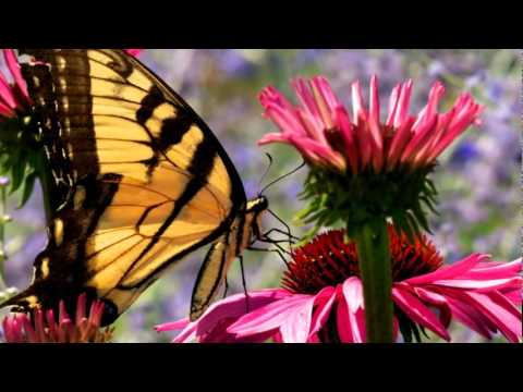 نقيلي أحلى زهرة - زكي ناصيف