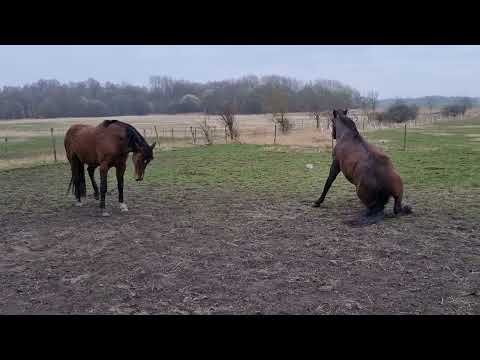 Äntligen regn så leran fastnar igen.