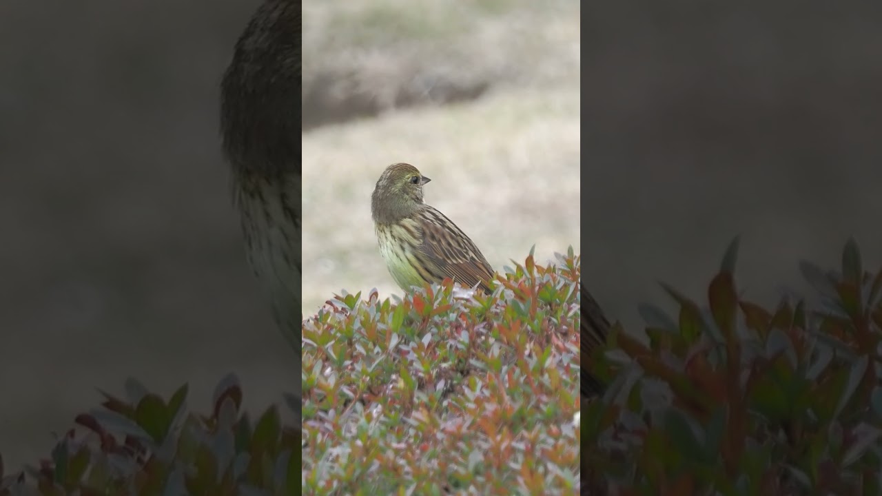 アオジの鳴き声（地鳴き）