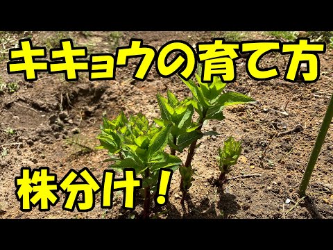 園芸 カルパティア桔梗