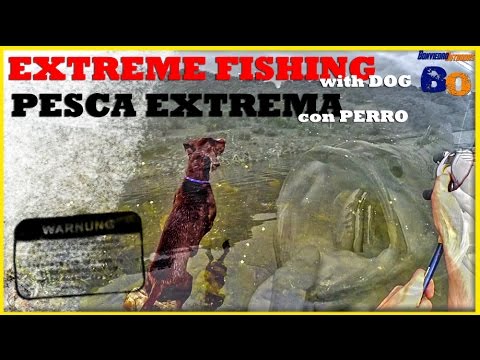 PESCA DEL BLACK BASS con PERRO ¡¡¡INCREIBLE!!! | EXTREME BASS FISHING | www.bofishing.es