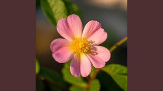 Download lagu Hidden Stars mp3