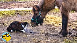 Shy Cat Hops on a Horse’s Back and Never Leaves
