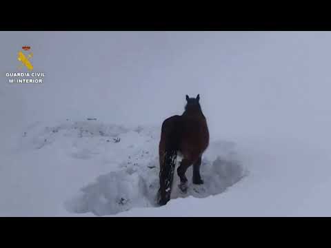 スペインで記録的な雪の後、取り残された動物たちが救出されました。 (Stranded animals rescued after record snow in Spain)