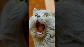 Download lagu ttt mp3