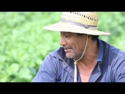 Maori TV, Native Affairs, Puha Patch, Lockeyer Valley QLD