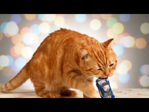 A brief description of the cat/cat funny 🐈