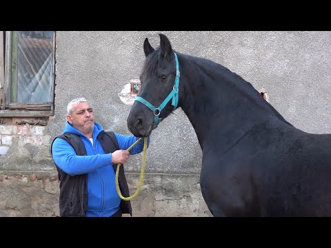 Caii lui Virgil de la Rusor, Hunedoara - 2021 Nou!!!