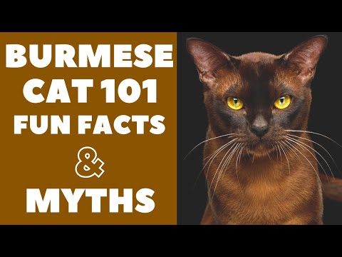 Burmese Cats 101 : Fun Facts & Myths