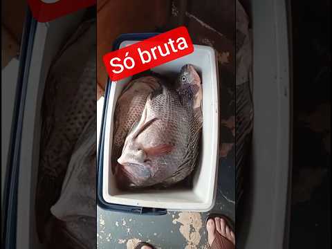 #pescaria #tilapia Braganey Pr