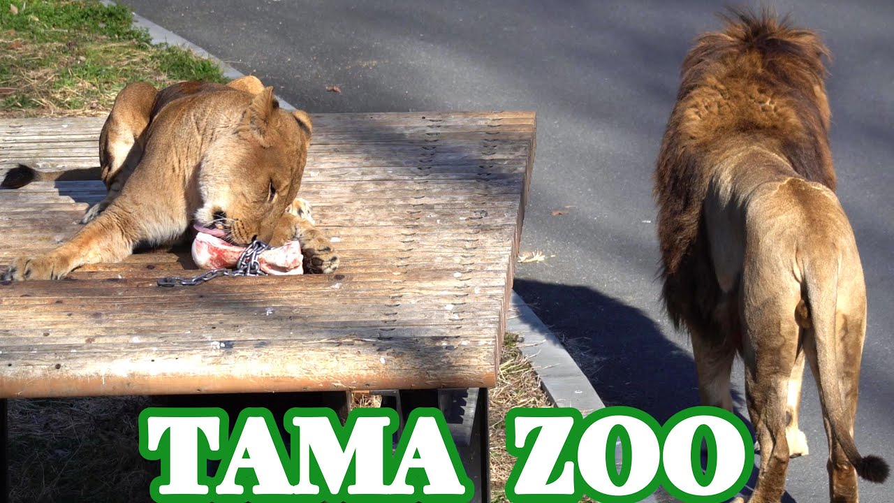 「イチゴ」😸🦴　多摩動物公園ライオン園ドキュメンタリー