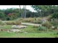 BABY GIRAFFE IMPALA GAZELLE ANKOLE AFRICAN ANIMAL SAFARI TOUR DISNEY ANIMAL KINGDOM ORLANDO FL