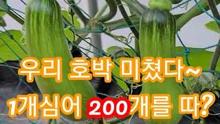 우리 호박이 미쳤다~1주심어 200개를따? 마디호박,애호박순치기,재배방법,키우기 솔림농원 비닐하우스 텃밭,인…