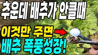 날씨는 추운데 배추가 안클때 이것만 주면 배추 폭풍성장! 배추벌레도 한방에 해결!
