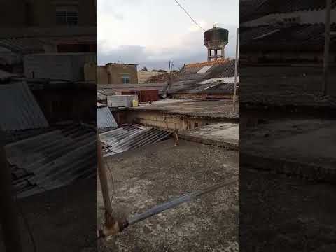 Captura de este palomo azul