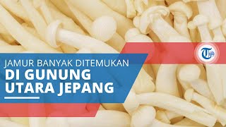 Jamur Enoki - Jamur Berwarna Putih yang Banyak Ditemukan di Jajaran Gunung Utara Jepang