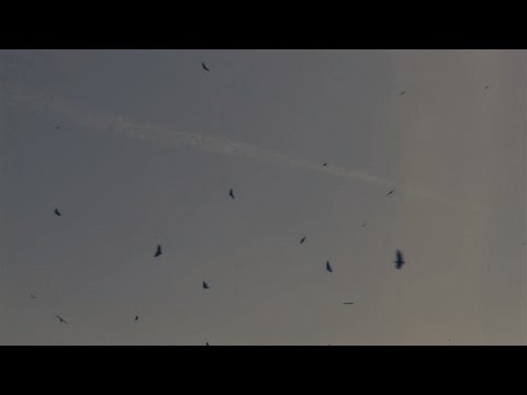 Aterro | Landfill | Vertedero [trailer HD] subEN&ES