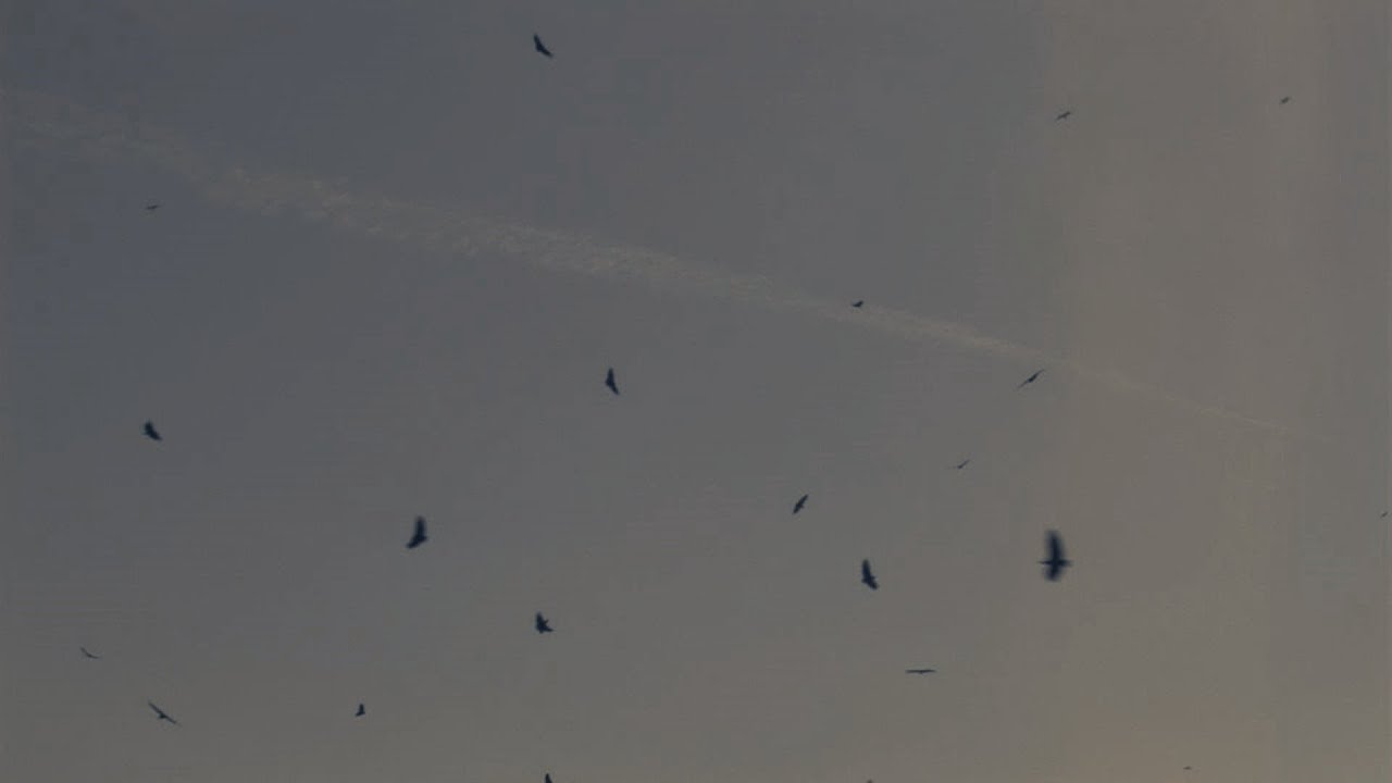 Landfill — Official Trailer