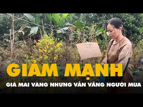 Giá mai vàng giảm mạnh vẫn vắng người mua, nông dân xã Bình Lợi thấp thỏm chờ khách