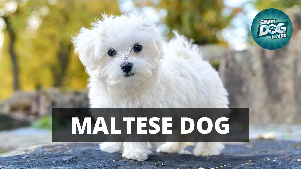 10 Guidance Tips for Maltese Dog Owners | Complete Guide For Maltese Dog Owners
