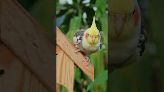 Best BIRDS as PETS for BEGINNERS 🪶 SHORTS
