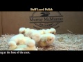 Video: Buff Laced Polish Baby Chicks