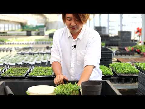 オステオスペルマムの花、冬に守るべき非耐寒性植物