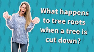 What happens to tree roots when a tree is cut down?