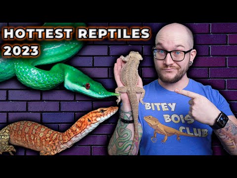 Top 5 Newly Popular Reptiles That Will BLOW UP in 2023