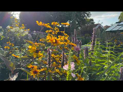 40+ Perennials in Flower in July I Summer Garden Tour | Perennial Garden