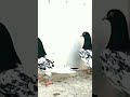 Pakistani Kabootar Sale Kabootar Jarman Teddy Kabootar Teddy Kabootar Videos Kabootar