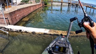 We’re back at Clear Lake, CA (May 2025)