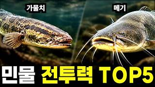 대한민국 육식 물고기 1황은 과연 누구일까? ㅣ신기한 물속이야기 EP.07