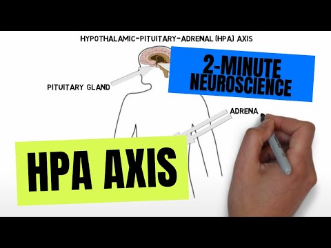 image-What is hypothalamic pituitary axis dysfunction?