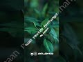 En Vaanile Song Whatsapp Status From Johny