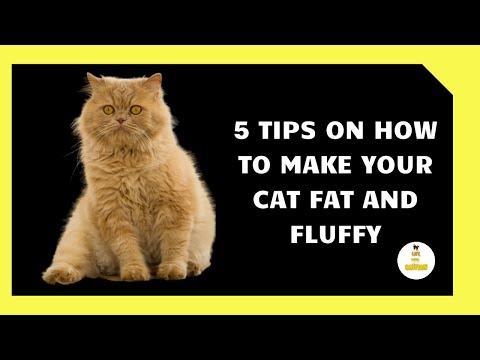 5 Tips on How to Make your Cat Fat and Fluffy