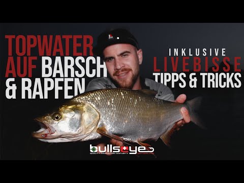Topwater auf Barsch - So fängst du Rapfen und Barsche mit Stickbait und Popper + LIVEBISSE