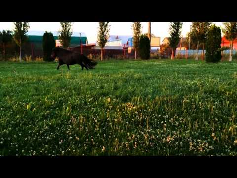 Ponei distrat la Pens.Anette